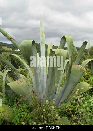 (Dpa) - das Bild vom 28. Mai 2005 zeigt eine Agave in einem regnerischen Tag an der Nordküste von Kreta, Griechenland. Foto: Beate Schleep Stockfoto