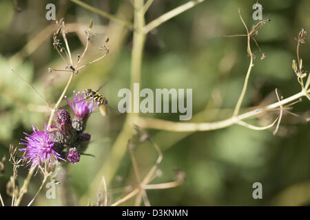 Schwebfliegen sitzen auf einer Distel Stockfoto
