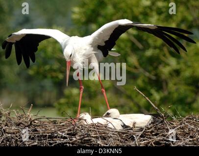 (Dpa) - landet ein Storch auf dem Nest mit zwei jungen Vögel warten in Hamburg, Deutschland, Donnerstag, 4. August 2005. Laut der Naturschutzorganisation NABU ist das diesjährige Brutsaison der Störche in Hamburg schlecht gewesen. Sechs Paare der Storch gezüchtet nur ein Nachkomme von 11, während die Natur-Erhaltung-Aktivist im Jahr 2004 noch 36 Jungvogel gezählt. Foto: Maurizio Gambarini Stockfoto