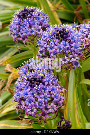 (Dpa) - das Bild datiert 28. Mai 2005 zeigt eine Allium blühen im "Eden Project" im Boldeva in der Nähe von St Austell, Cornwall, UK. Das "Eden Project" befindet sich in einem ehemaligen Steinbruch wurde im September 2000 gegründet. Wachsen Sie in zwei großen Gewächshäusern Pflanzen aus verschiedenen Klimazonen, die sogenannte Biome. Der größte Wintergarten ist 240 Meter lang und 110 Meter hoch. Foto: Franz-Peter Tscha Stockfoto