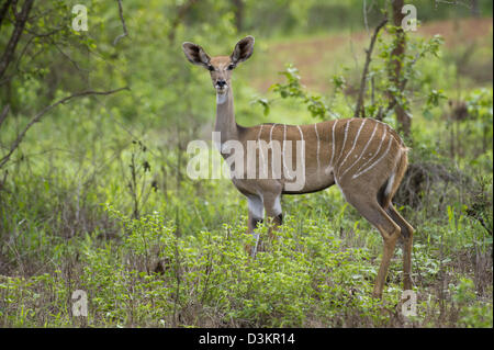 Lesser Kudu (Tragelaphus Imberbis), Tsavo West Nationalpark, Kenia Stockfoto