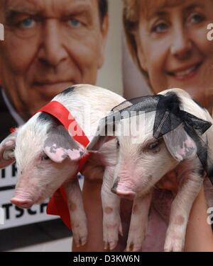 (Dpa) - zwei kleine Ferkel werden Heldin vorne zwei Wahlplakate der deutsche Bundeskanzler Gerhard Schroeder und dem CDU Spitzenkandidatin Angela Merkel bei der Tierpark "Arche Warder" in Warder, Deutschland, Dienstag, 13. September 2005. Ein Ferkel ist Gerhard (L), gekennzeichnet durch das rote Band benannt und die ander ist Angie, gekennzeichnet mit einem schwarzen Band benannt. Internet-Nutzer konnte über stimmen. Stockfoto