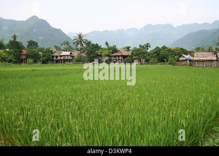 Reisfeld Mai Chau, Vietnam Stockfoto