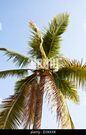 Die Kokosnuss auf die Kokospalme. Der Himmel im Hintergrund. Stockfoto