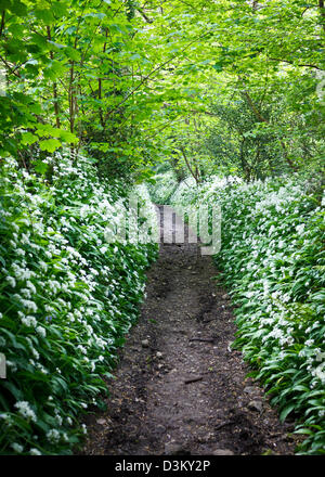 Ein Weg durch den grünen Wald, Bärlauch Blumen gesäumt. Stockfoto