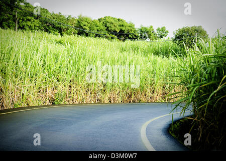 Eine typische Zuckerrohr gesäumten Straße auf der Insel La Réunion (Ostseite), französische Übersee-Departement im Indischen Ozean Stockfoto