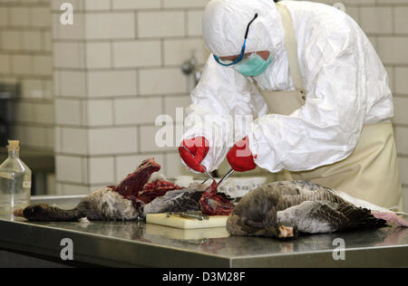 (Dpa) - ein Mitarbeiter der Prüfung Landesamt seziert zwei Gänse in Koblenz, Deutschland, Dienstag, 25. Oktober 2005. Die Tiere wurden am Teich in Heimbach-Weis, Deutschland am Montag tot aufgefunden. Sie werden auf den Vogelgrippe-Virus untersucht werden. Foto: Thomas Frey Stockfoto