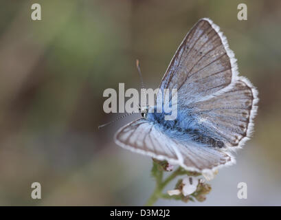 Östlichen Baton blau (Pseudophilotes Vicrama) in Israel gedreht Sommer August Stockfoto