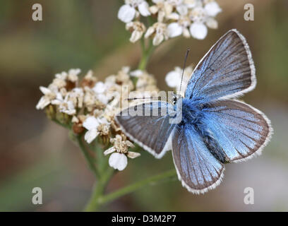 Östlichen Baton blau (Pseudophilotes Vicrama) in Israel gedreht Sommer August Stockfoto