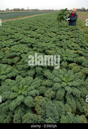 (Dpa) - Bauer Anke Hinrichs schneidet die ersten geschweiften Cale von dieser Saison auf einem Feld in Schmedeswurth, Deutschland, Freitag, 4. November 2005. Die geschweiften Cale Ernte im föderalen Staat Schleswig-Holstein beginnt langsam aufgrund der diesjährigen frühlingshafte Temperaturen. Bauern-Hoffnung für den ersten Frost für den nördlichen Delikatesse bekomme seinen einzigartigen Geschmack. Foto: Wulf Pfeiffer Stockfoto