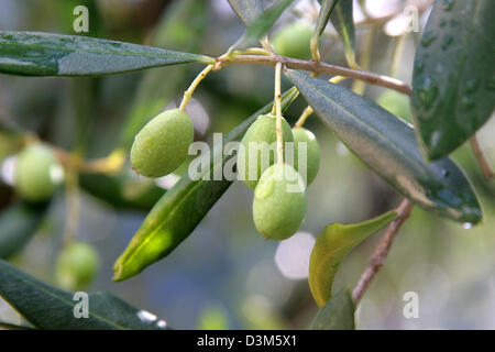 (Dpa) - hängen Oliven auf einem Baum im Casoli, Italien, 24. Oktober 2005. Foto: Heiko Wolfraum Stockfoto