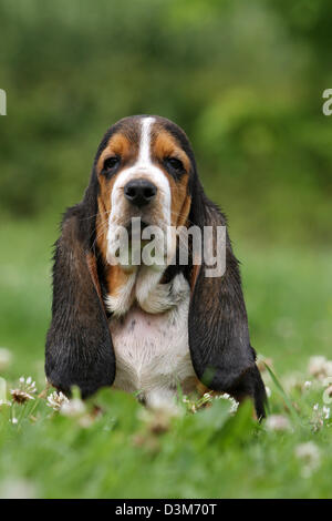 Hund Basset Hound Welpen sitzen auf einer Wiese Stockfoto