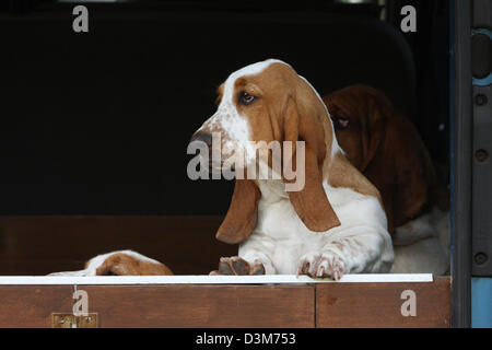 Hund Basset Hound vier Erwachsene stehend im Kofferraum eines Autos Stockfoto