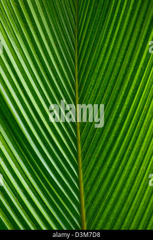 Nahaufnahme Detail der Palmwedel am Jardin Des Parfums et Epices, St. Philippe, französische Insel La Réunion, Indischer Ozean Stockfoto