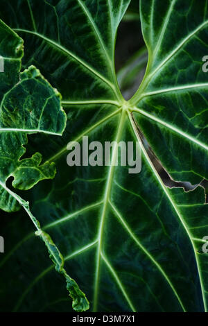 Nahaufnahme Detail der Alocasia Blatt am Jardin Des Parfums et Epices, St. Philippe, französische Insel La Réunion, Indischer Ozean Stockfoto