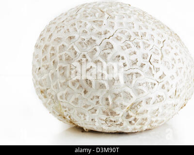 Die westliche Riese puffball wächst auf gedüngten Boden wie in Wiesen, Felder und Wälder, Straßenränder, sagebrush Wohnungen, Weiden und anderen sonnigen Plätzen. Stockfoto