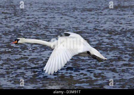 Landung auf einem Fluss Swan Stockfoto