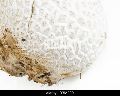 Die westliche Riese puffball wächst auf gedüngten Boden wie in Wiesen, Felder und Wälder, Straßenränder, sagebrush Wohnungen, Weiden und anderen sonnigen Plätzen. Stockfoto