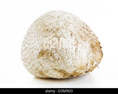 Die westliche Riese puffball wächst auf gedüngten Boden wie in Wiesen, Felder und Wälder, Straßenränder, sagebrush Wohnungen, Weiden und anderen sonnigen Plätzen. Stockfoto