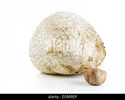 Die westliche Riese puffball wächst auf gedüngten Boden wie in Wiesen, Felder und Wälder, Straßenränder, sagebrush Wohnungen, Weiden und anderen sonnigen Plätzen. Stockfoto