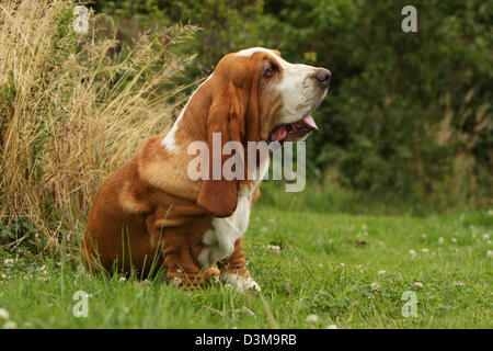 Hund Basset Hound Erwachsenen sitzen auf einer Wiese Stockfoto