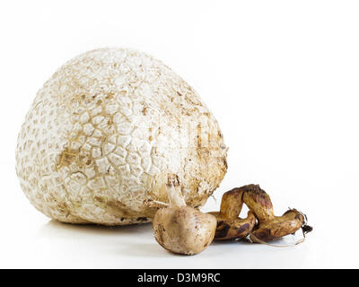 Die westliche Riese puffball wächst auf gedüngten Boden wie in Wiesen, Felder und Wälder, Straßenränder, sagebrush Wohnungen, Weiden und anderen sonnigen Plätzen. Stockfoto