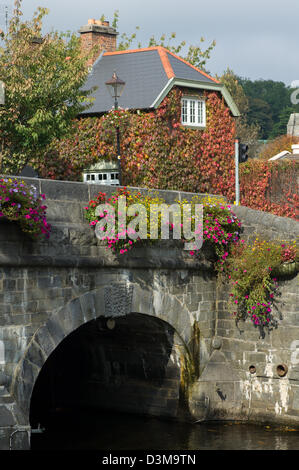 Blumen auf dem Stein Brücke über den Carrowbeg River, Westport, County Mayo, Irland Stockfoto