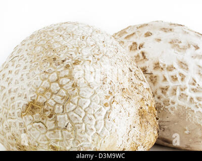 Die westliche Riese puffball wächst auf gedüngten Boden wie in Wiesen, Felder und Wälder, Straßenränder, sagebrush Wohnungen, Weiden und anderen sonnigen Plätzen. Stockfoto