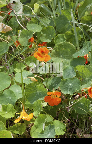 Kapuzinerkresse - Tropaeolum majus Stockfoto