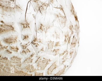 Die westliche Riese puffball wächst auf gedüngten Boden wie in Wiesen, Felder und Wälder, Straßenränder, sagebrush Wohnungen, Weiden und anderen sonnigen Plätzen. Stockfoto