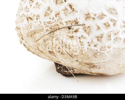 Die westliche Riese puffball wächst auf gedüngten Boden wie in Wiesen, Felder und Wälder, Straßenränder, sagebrush Wohnungen, Weiden und anderen sonnigen Plätzen. Stockfoto