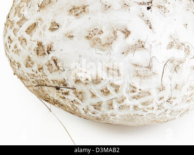 Die westliche Riese puffball wächst auf gedüngten Boden wie in Wiesen, Felder und Wälder, Straßenränder, sagebrush Wohnungen, Weiden und anderen sonnigen Plätzen. Stockfoto