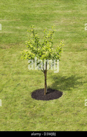 Kleinen Baum gepflanzt auf leeren grünen Rasen Stockfoto