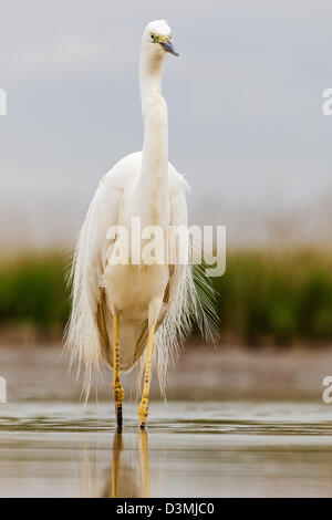 Silberreiher (Ardea Alba) waten Stockfoto