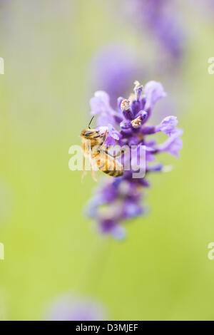 Sommerszene mit fleißige Biene bestäuben Lavendelblüten im grünen Bereich Stockfoto