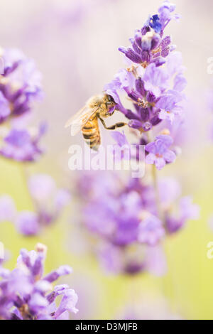 Sommerszene mit fleißige Biene bestäuben Lavendelblüten im grünen Bereich Stockfoto