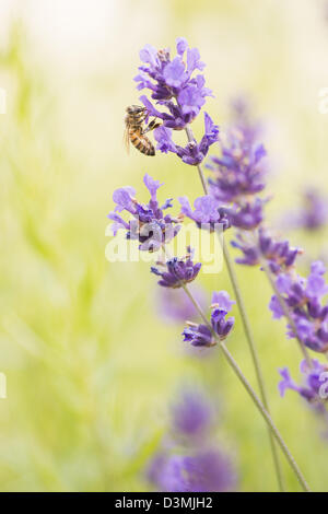 Sommerszene mit fleißige Biene bestäuben Lavendelblüten im grünen Bereich Stockfoto