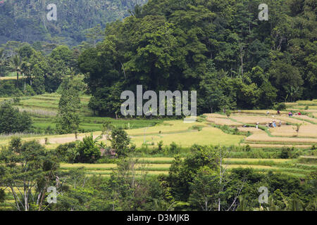 Ernte Reis Sideman Road in Bali, Indonesien Stockfoto