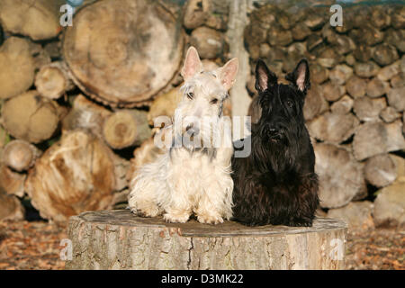 Scottish Terrier Hund / Scottie / zwei Erwachsene (Wheaten und schwarz) sitzt auf einem Baumstumpf Stockfoto