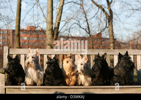 Hund-Scottish Terrier (Scottie) sieben Erwachsene verschiedene Farben auf einer Bank sitzend Stockfoto