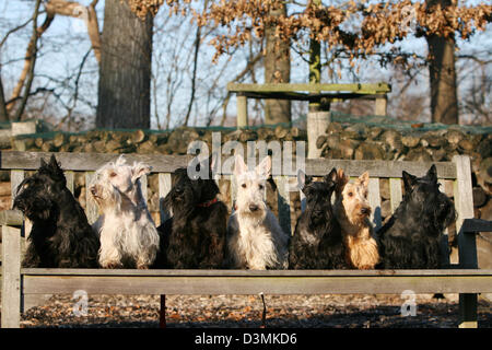 Hund-Scottish Terrier (Scottie) sieben Erwachsene verschiedene Farben auf einer Bank sitzend Stockfoto