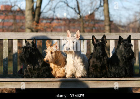 Hund-Scottish Terrier (Scottie) fünf Erwachsene verschiedene Farben auf einer Bank sitzend Stockfoto