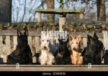 Hund-Scottish Terrier (Scottie) fünf Erwachsene verschiedene Farben auf einer Bank sitzend Stockfoto