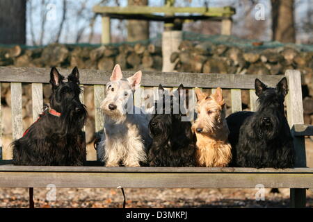 Hund-Scottish Terrier (Scottie) fünf Erwachsene verschiedene Farben auf einer Bank sitzend Stockfoto