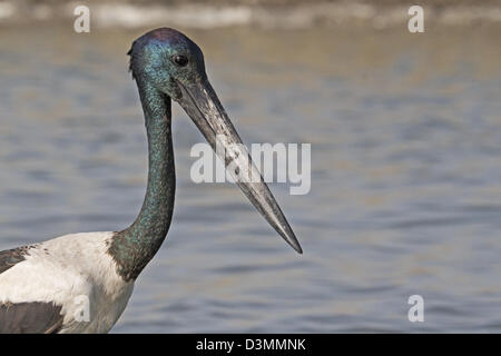 Schwarz-necked Storch (Nahrung Asiaticus) Stockfoto