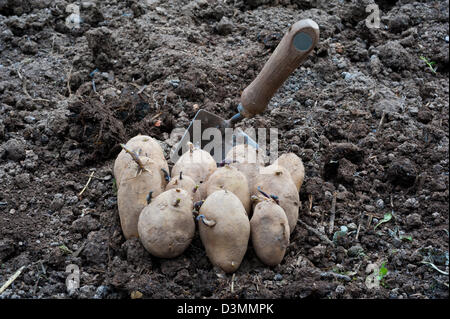 Maincrop Kartoffeln gepflanzt werden Stockfoto