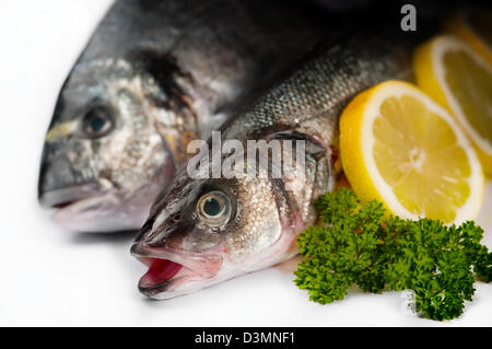 Wolfsbarsch ganz weiße Meeresfrüchte rohen Kräuter Zitrone zu Fischen Stockfoto