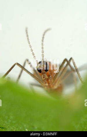 Kopf und Fühler von einem weiblichen räuberische Mücke, Aphidoletes aphidimyza Stockfoto