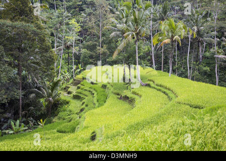 Reisfelder in Ubud, Bali, Indonesien Stockfoto