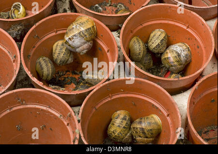 Eine große Anzahl von Garten Schnecken Helix Aspersa, Überwinterung im Tierheim Kunststoff Blumentöpfe Stockfoto